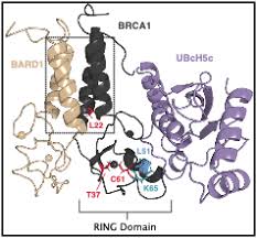 Image result for BRCA1
