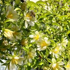 Image result for Pereskia aculeata