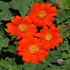 Image result for Tithonia
