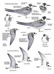 Black Bird With White Tail Uk Http Www Ian Lewington Co Uk All 20bird 20images Blacktern600 Jpg Dibujos De Aves Aves Dibujos