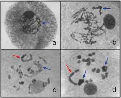Image result for Urochloa nigropedata