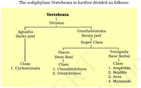Classification Of Vertebrata Phylum Chordata