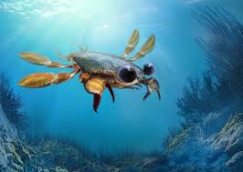Image result for Crabbea