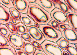 Cytosol passes through the plasmodesmata and joins the internal chemical environments of adjacent cells. Plasmodesmata Nikon S Microscopyu