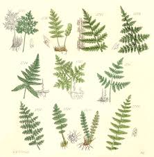 Image result for Woodsiaceae