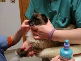 We did not find results for: A Cat S Blood Draw How Do Veterinarians Draw Blood From Ragdoll Cats