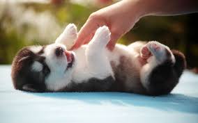 Mignon Fonds D Ecran 1920x1200 Id 286200 Chiots Bouledogues Animaux Mignons Chiot Husky
