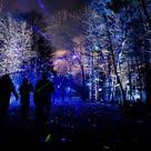 Crystal Bridges Beloved North Forest Lights Will Be Returning To Arkansas In 2020 Forest Light Arkansas Road Trip Lights