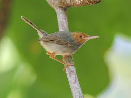 Image result for Orthochilus milnei