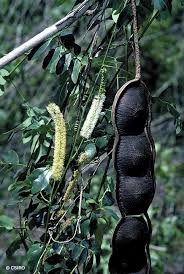 Image result for Entada wahlbergii