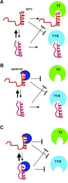 Download the perfect hamster pictures. A Y2 Receptor Mimetic Aptamer Directed Against Neuropeptide Y Sciencedirect