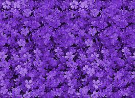 Hd wallpapers and background images Free Download Floral Background Tumblr Purple Images Pictures Becuo 780x564 For Your Desktop Mobile Tablet Explore 44 Pretty Purple Wallpapers Pink And Purple Wallpapers Purple And Black Wallpaper Cute Purple Wallpapers