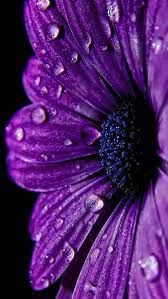 Planodefundo Purple Flowers Wallpaper Purple Flowers Violet Flower