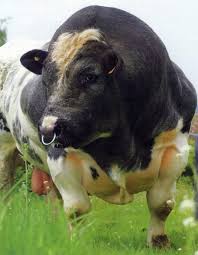 Belgian blue beef is famous for its impressive muscling which is commonly referred to as double muscling. Bison Beefalo Or Belgian Blue Angus Cattle Genetics Industry Evolves Hubpages