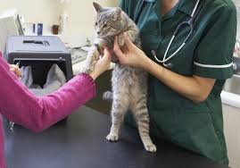 Want to protect your cat from a potentially deadly virus? Ask The Vet New Rabies Vaccine Pricey But Won T Cause Cancer In Cats Life Arts Wvgazettemail Com