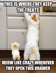 Celebrate Mother S Day With Some Of Our Favorite Mom Cat Memes Cat Memes Best Cat Memes Cat Mom