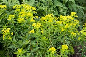 Image result for Euphorbia guerichiana