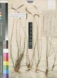 Image result for Ctenium concinnum