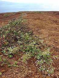 Image result for Plumbago ituriensis