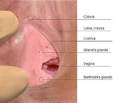 Vaginal membrane — a thin membrane which completely or partially occludes the vaginal opening. Why Doesn T My Vagina Get Wet Quora