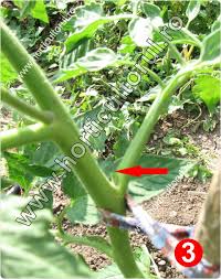 Hello, came the planting season of the seedlings, and in this video i will show you that i planted tomato. Copilirea Tomatelor Rosiilor In Gradina Solar Horticultorul Ro