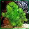 Cek yuk aneka tanaman aquascape yang kami jual disini. 1