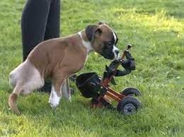 We did not find results for: Happy Puppy Adapts To Two Legged Life Pets Today Com Happy Puppy Paws Rescue Puppies