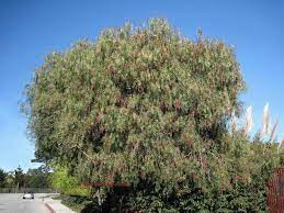 Plantfiles Pictures California Pepper Tree Mastic Tree Peppercorn Tree Peruvian Mastic Tree Schinus Molle By Ursula Pepper Tree Mastic Tree Unique Plants