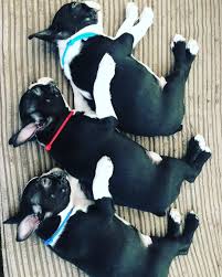 Maybe you would like to learn more about one of these? Boston Terrier Puppy Ranch 405 266 3728 Buy Boston Terrier Puppy