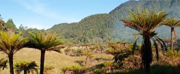 We did not find results for: Studi Papua Pulau Dengan Spesies Tumbuhan Paling Banyak Di Dunia Mongabay Co Id Mongabay Co Id