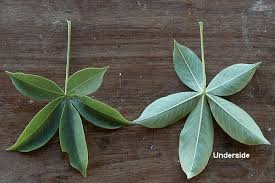 Image result for Adansonia digitata