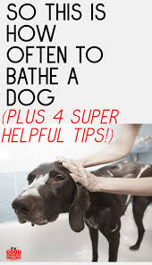 How Often To Bathe A Dog Guide For Pet Parents Good Doggies Online In 2020 Good Doggies Online Dog Cleaning Dog Grooming