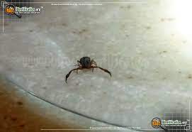If they still sell house bombs, i'd set off a few of them in your home and leave for a few hours. Pseudoscorpion