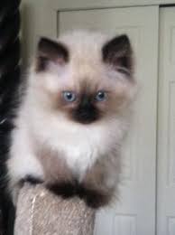 Enjoyed and appreciated by judges, pet owners and breeders, over 343,000 himalayans have been registered since 1957. Himalayan Cat Breed Hypoallergenic Health And Life Span Petmd