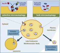 Microautophagy Of Cytosolic Proteins By Late Endosomes Sciencedirect