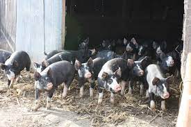 Pin On Animal Husbandry