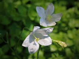 Image result for Wahlenbergia ramosissima