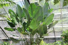 Calathea Lutea 001 Plants Calathea Front Yard Flowers