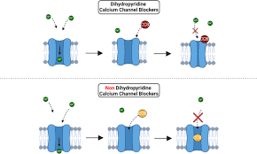 Image result for Calcium Channel Blocker