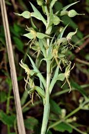 Image result for Habenaria tweedieae