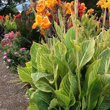 Pin On Plantas Reoroduccion