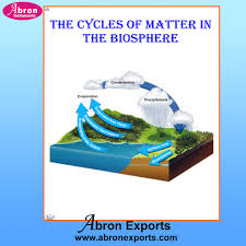 Chart Cycles Of Matter In The Biosphere Chart Cycles Of