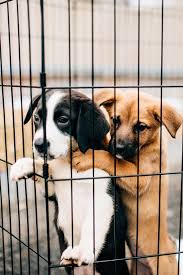 Learn more about almost home rescue of maine in south portland, me, and search the available pets they have up for adoption on petfinder. Rescue Dogs In Maine Homeward Bound Down East Magazine