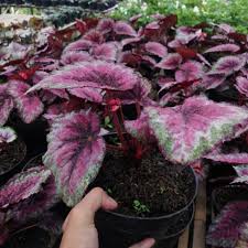 Rp 100.000 tanaman hias pucuk merah. Begonia Rex Karakas Toko Tanaman Hias Murah Bandung Shopee Indonesia