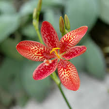 Image result for Pardancanda norrisii