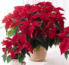 Maybe you would like to learn more about one of these? How To Grow Poinsettias Watters Garden Center