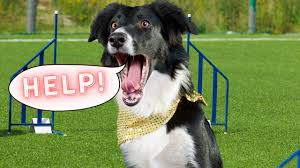 And best of all it's a lot of fun for both you and another fun game for dogs is creating your own agility course. Crate Training That Your Dog Will Love Top Three Dog Training Games Youtube