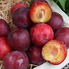 Mirabelle plums' owe their characteristic sweetness to their elevated levels of fructose, or fruit sugars. Mirabelle Plum Tree Countess
