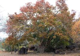 Image result for Ficus stuhlmannii