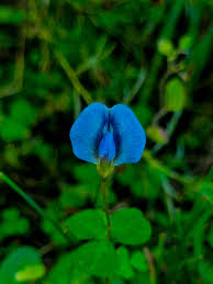 Image result for Oxalis obliquifolia